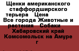 Щенки американского стаффордширского терьера › Цена ­ 20 000 - Все города Животные и растения » Собаки   . Хабаровский край,Комсомольск-на-Амуре г.